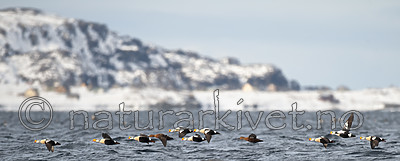 BB 12 0462 / Somateria spectabilis / Praktærfugl